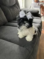 Lola, a female Shih Tzu for sale in New Braunfels, TX – Photo 3 of 3