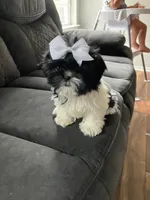 Lola, a female Shih Tzu for sale in New Braunfels, TX – Photo 2 of 3