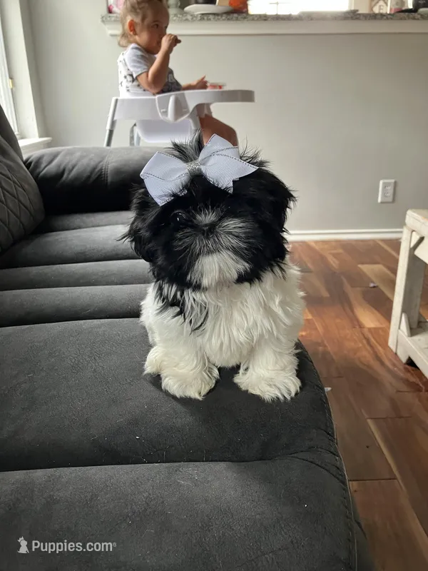 Lola – Shih Tzu puppy for sale in New Braunfels, TX