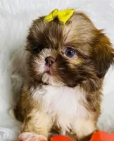 Cutie pie , a female Shih Tzu for sale in New Braunfels, TX – 1 of 1