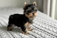 Scout💙830-660-4641, a male Yorkshire Terrier for sale in New Braunfels, TX – 6 of 9