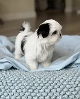 Samson💙IMPERIAL*830-660-4641, a male Shih Tzu for sale in New Braunfels, TX – 2 of 2