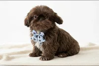 Ryder 🐾830-660-4641, a male Shih Tzu for sale in New Braunfels, TX – 2 of 4