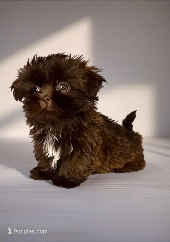 Chocolate/Liver nose 🍫 – Shih Tzu puppy for sale in New Braunfels, TX