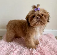 Lola 🎀830-660-4641, a female Shih Tzu for sale in New Braunfels, TX – 2 of 6