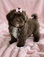 Darla🩷830-660-4641, a female Shih Tzu for sale in New Braunfels, TX – 1 of 3