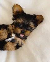 TY *teacup*, a male Yorkshire Terrier for sale in New Braunfels, TX – 2 of 4