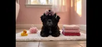 Molly, a female Shih Tzu for sale in New Braunfels, TX – 1 of 3