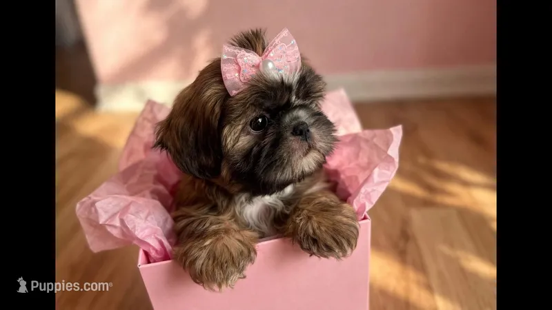 Sterling  – Shih Tzu puppy for sale in New Braunfels, TX