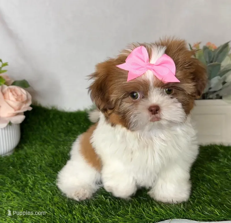 Trixie Imperial – Shih Tzu puppy for sale in New Braunfels, TX