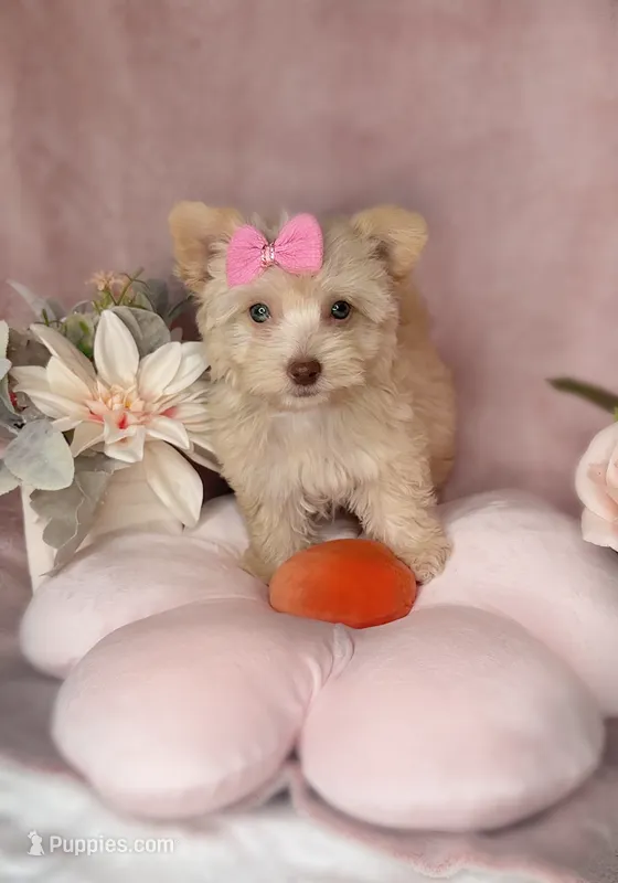 Lexi – Morkie puppy for sale in New Braunfels, TX