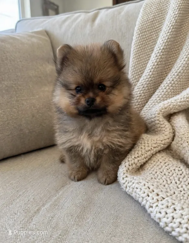 Taz🐾830-660-4641 – Pomeranian puppy for sale in New Braunfels, TX