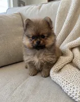 Taz🐾830-660-4641, a male Pomeranian for sale in New Braunfels, TX – 1 of 3