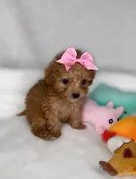 Sassy *TOY*, a female Poodle - Toy  for sale in New Braunfels, TX – 2 of 2