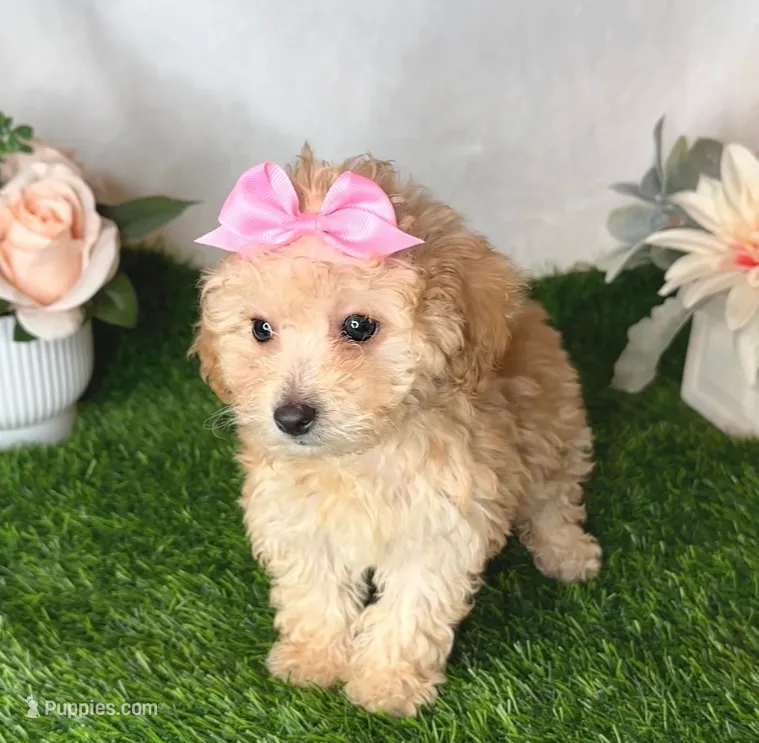 Winnie *TOY* – Maltipoo puppy for sale in New Braunfels, TX