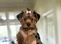 Carli🎀MERLE/830-660-4641, a female Yorkshire Terrier for sale in New Braunfels, TX – 3 of 6