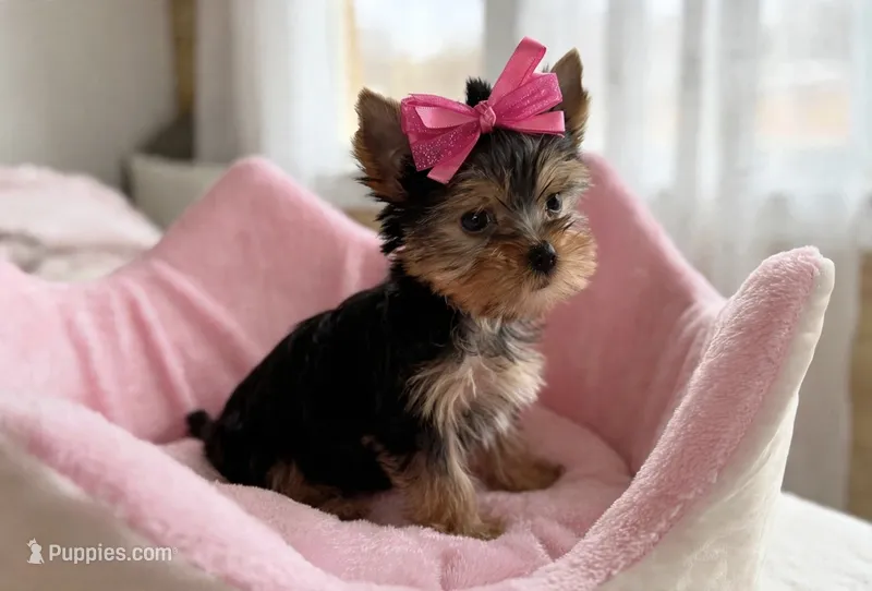 Tyla – Yorkshire Terrier puppy for sale in New Braunfels, TX