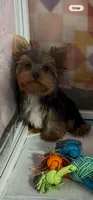 Prince💙830-660-4641⭐️MINI, a male Yorkshire Terrier for sale in New Braunfels, TX – 3 of 5
