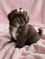 Darla🩷830-660-4641, a female Shih Tzu for sale in New Braunfels, TX – 3 of 3