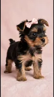Stella🎀830-660-4641, a female Yorkshire Terrier for sale in New Braunfels, TX – 4 of 4