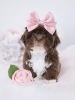 Sassy💕830-660-4641, a female Shih Tzu for sale in New Braunfels, TX – 1 of 4