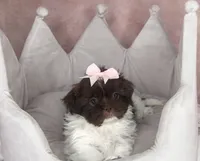 Zoey, a female Shih Tzu for sale in New Braunfels, TX – 3 of 4