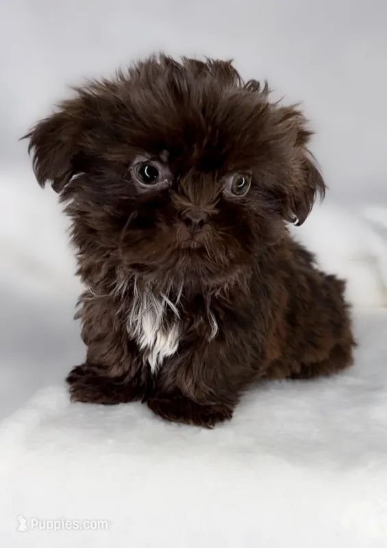 Chocolate/Liver nose 🍫 – Shih Tzu puppy for sale in New Braunfels, TX