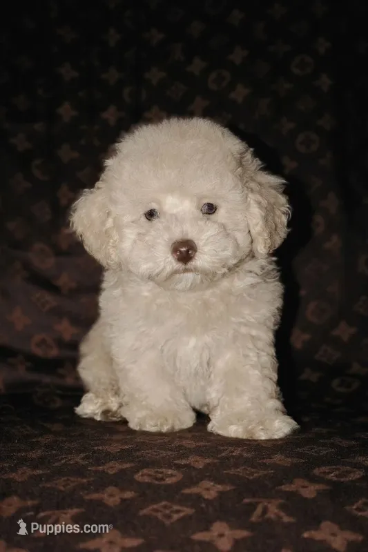 Maverick  – Maltipoo puppy for sale in New Braunfels, TX