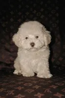 Maverick , a male Maltipoo for sale in New Braunfels, TX – 1 of 1