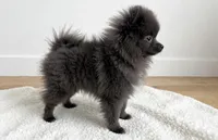 Pepe💙TINY🔥830-660-4641, a male Pomeranian for sale in New Braunfels, TX – 2 of 5