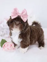 Sassy💕830-660-4641, a female Shih Tzu for sale in New Braunfels, TX – 4 of 4