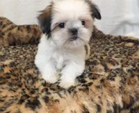 Imperial Leo, a male Shih Tzu for sale in New Braunfels, TX – Photo 2 of 3