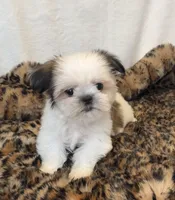 Imperial Leo, a male Shih Tzu for sale in New Braunfels, TX – Photo 3 of 3