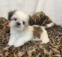 Imperial Leo, a male Shih Tzu for sale in New Braunfels, TX – Photo 1 of 3