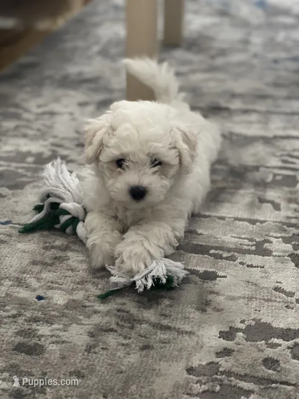 Sugar – Maltipoo puppy for sale in New Braunfels, TX