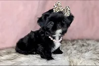 Princess👑830-660-4641, a female Shih Tzu for sale in New Braunfels, TX – 2 of 6