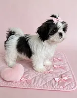 Dolly🩷IMPERIAL*830-660-4641, a female Shih Tzu for sale in New Braunfels, TX – 1 of 3