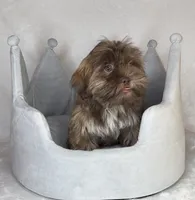 Kizer , a male Shih Tzu for sale in New Braunfels, TX – 5 of 5