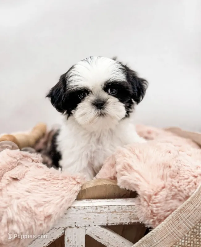 Oreo💙830-660-4641 – Shih Tzu puppy for sale in New Braunfels, TX