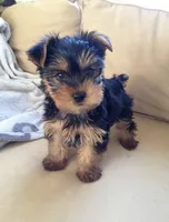 Bentley❤️830-660-4641, a male Yorkshire Terrier for sale in New Braunfels, TX – 3 of 3