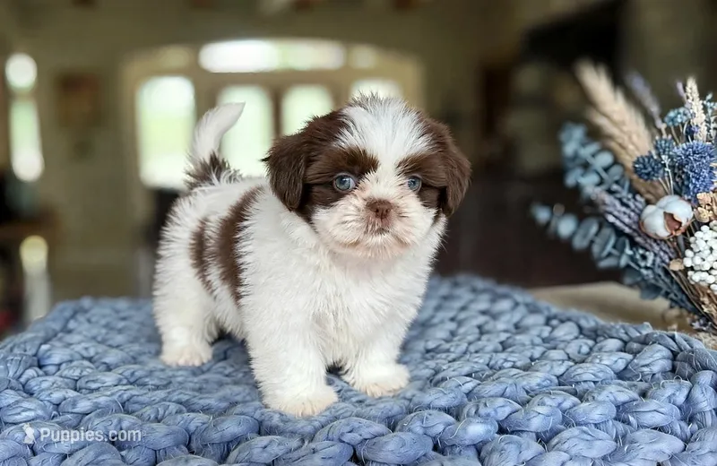 Benny❤️830-660-4641 – Shih Tzu puppy for sale in New Braunfels, TX