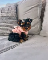 GiGi *teacup*, a female Yorkshire Terrier for sale in New Braunfels, TX – 4 of 4