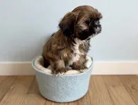 Cooper , a male Shih Tzu for sale in New Braunfels, TX – 3 of 3