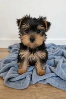 Bentley💙830-660-4641, a male Yorkshire Terrier for sale in New Braunfels, TX – 3 of 3