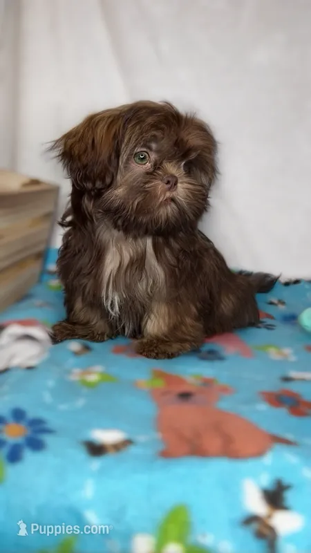 Duke *IMPERIAL* – Shih Tzu puppy for sale in New Braunfels, TX