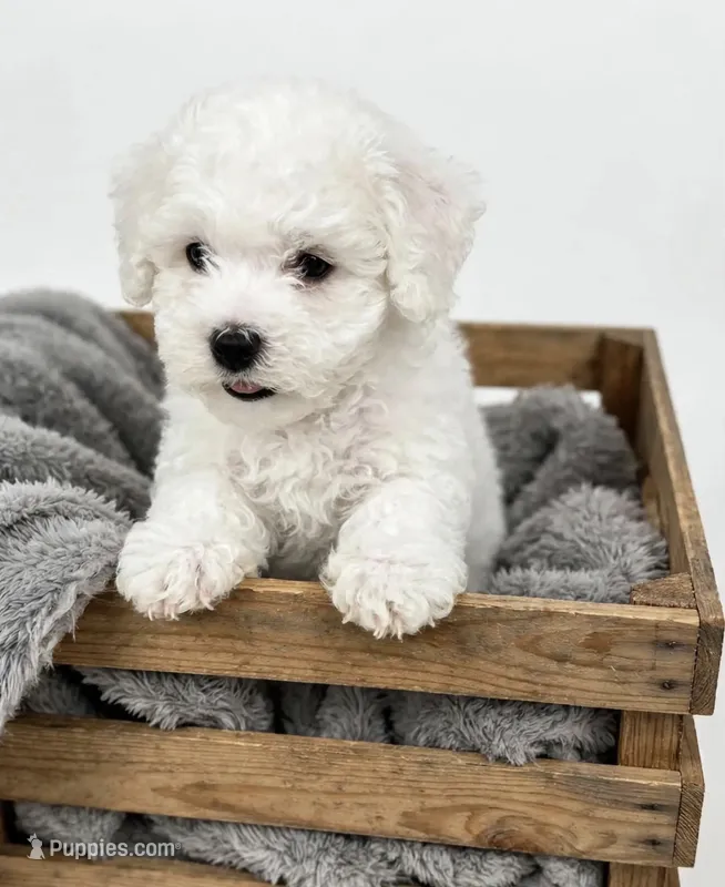 Mac💙830-660-4641 – Maltipoo puppy for sale in New Braunfels, TX