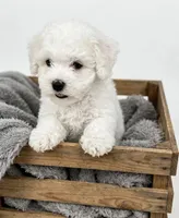 Mac💙830-660-4641, a male Maltipoo for sale in New Braunfels, TX – 1 of 3