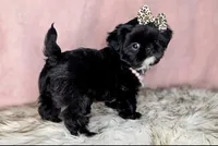Princess👑830-660-4641, a female Shih Tzu for sale in New Braunfels, TX – 5 of 6