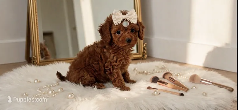 Darla – Poodle - Toy  puppy for sale in New Braunfels, TX
