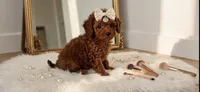 Darla, a female Poodle - Toy  for sale in New Braunfels, TX – 1 of 2